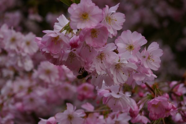 Prunus 'Accolade'