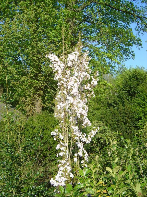 Prunus serrulata 'Amanogawa'
