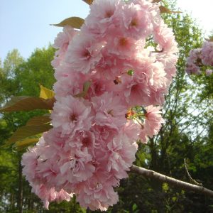Prunus serrulata 'Kiku-shidare-zakura'