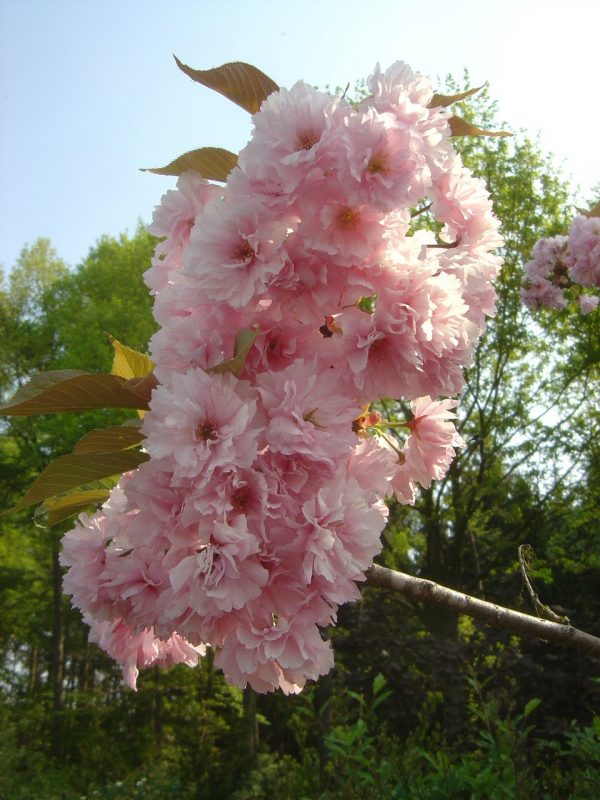 Prunus serrulata 'Kiku-shidare-zakura'