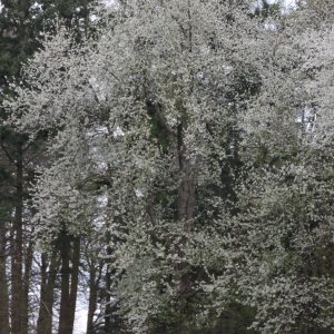 Prunus avium