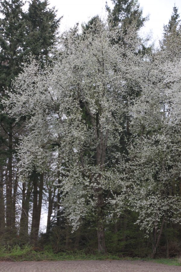 Prunus avium