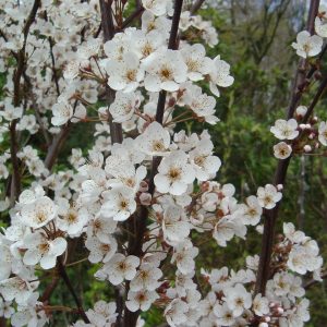 Prunus cerasifera 'Hollywood' (Trailblazer)