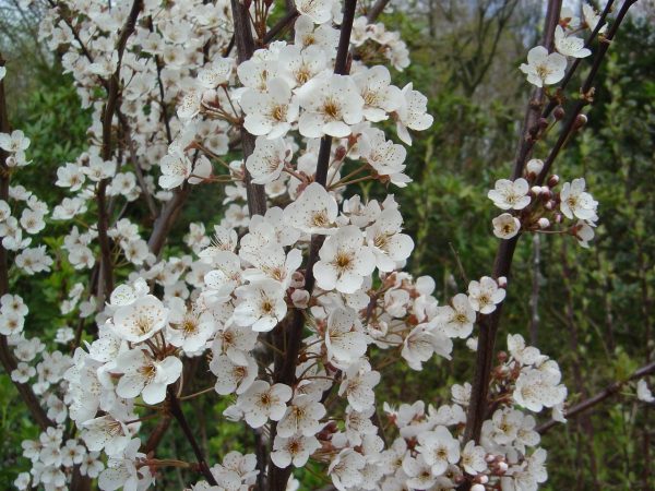Prunus cerasifera 'Hollywood' (Trailblazer)
