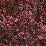 Prunus cerasifera 'Nigra'