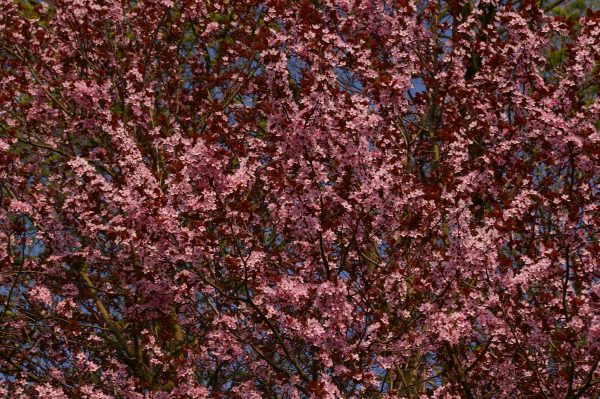 Prunus cerasifera 'Nigra'