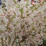 Prunus incisa 'Kojo No Mai'