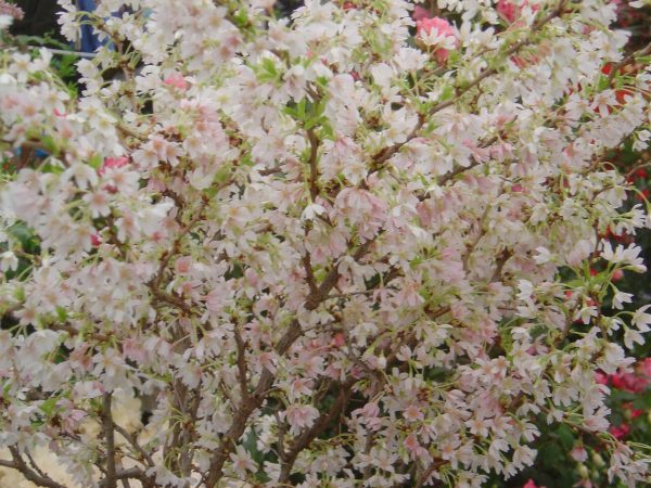 Prunus incisa 'Kojo No Mai'