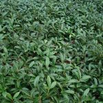 Prunus laurocerasus "Mount Vernon"