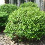 Prunus laurocerasus "Zabeliana"