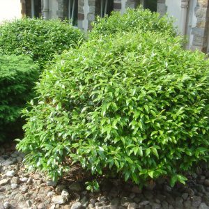 Prunus laurocerasus "Zabeliana"