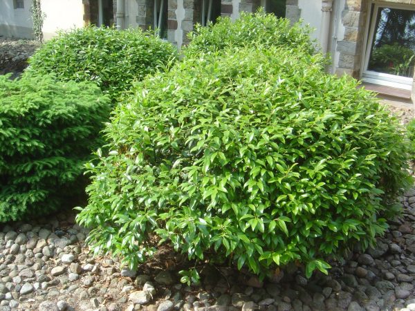 Prunus laurocerasus "Zabeliana"