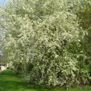 Prunus mahaleb