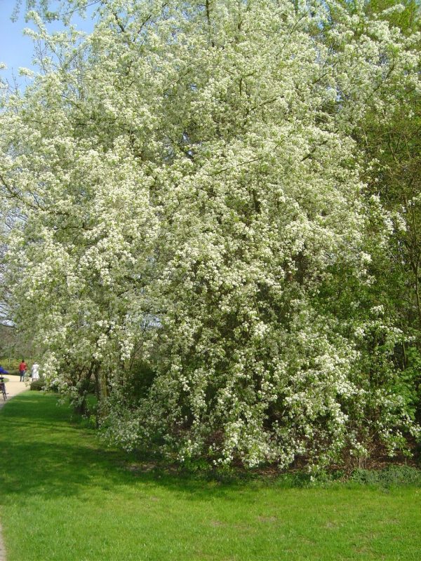 Prunus mahaleb