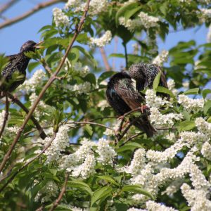 Prunus padus