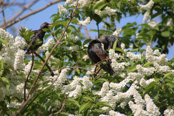 Prunus padus