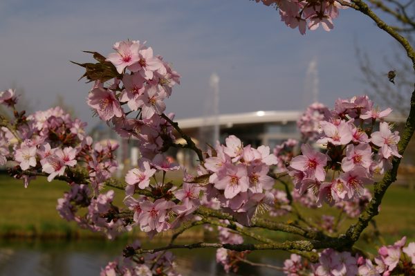 Prunus sargentii Veredlung