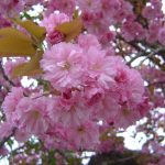 Prunus serrulata "Kanzan"