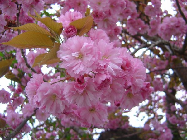 Prunus serrulata "Kanzan"