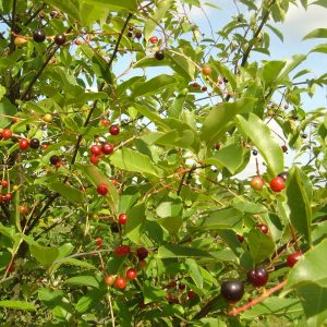 Prunus serotina
