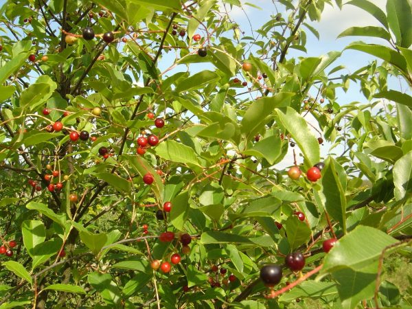 Prunus serotina
