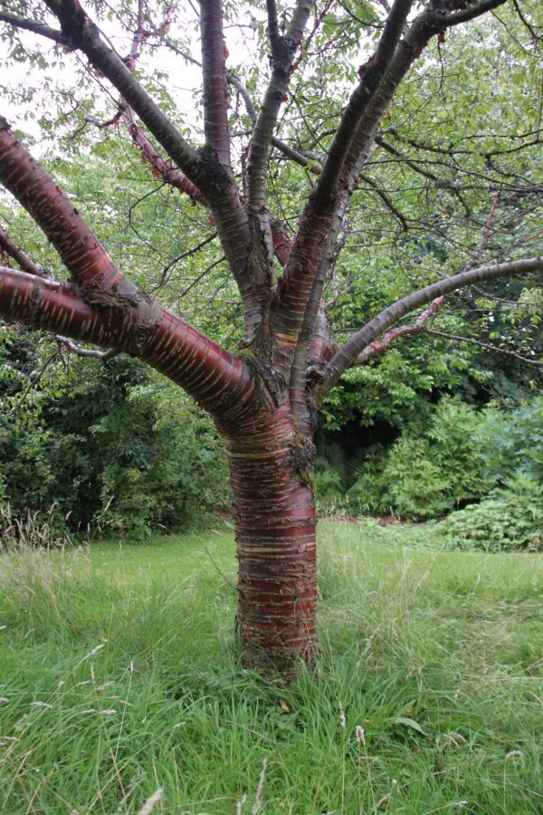Prunus serrula
