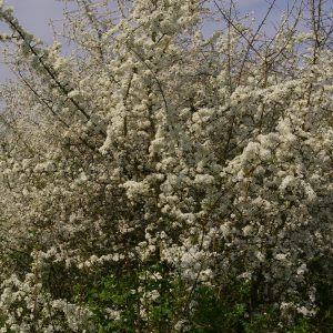 Prunus spinosa