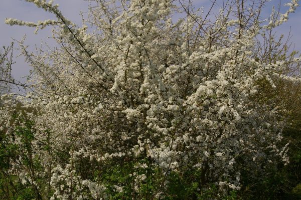 Prunus spinosa