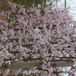 Prunus spinosa 'Purpurea'