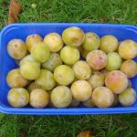 Mirabelle 'von Nancy'