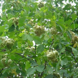 Ptelea trifoliata