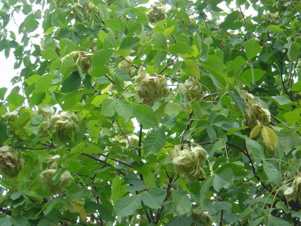 Ptelea trifoliata