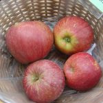 Apfel 'Purpurroter Cousinot'