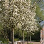 Pyrus calleryana 'Chanticleer'