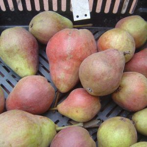 Birne 'Rote Williams Christ'