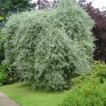 Pyrus salicifolia 'Pendula'