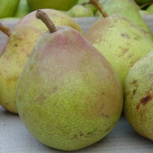 Birne 'Vereinsdechantsbirne'