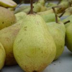 Birne 'Williams Christ'