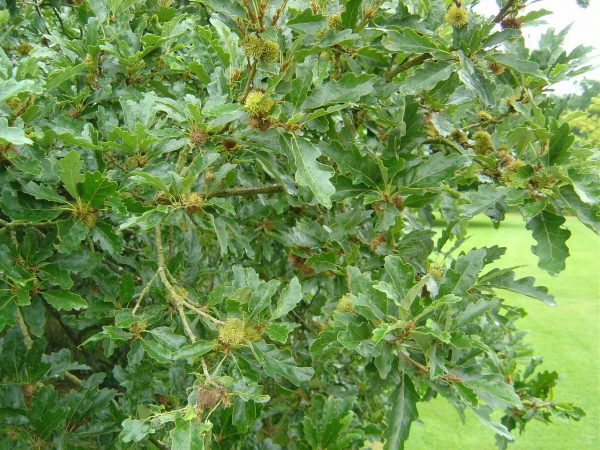 Quercus cerris