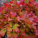 Quercus palustris 'Green Dwarf'
