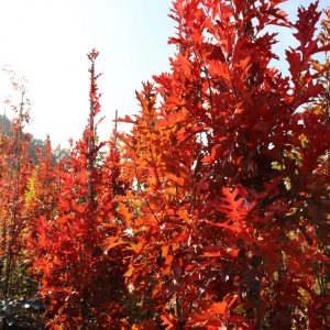 Quercus palustris GREEN PILLAR®('Pringreen')