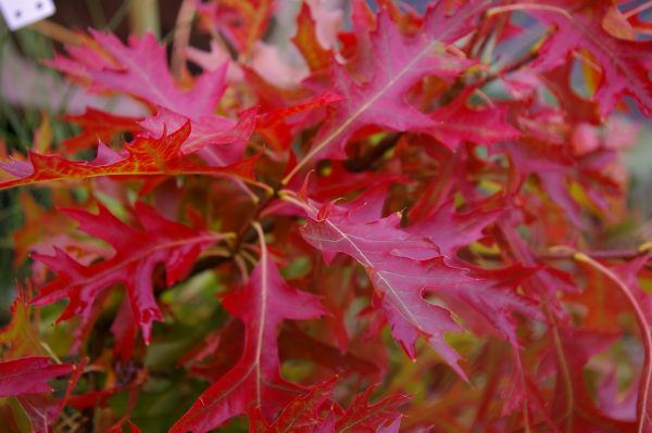 Quercus palustris
