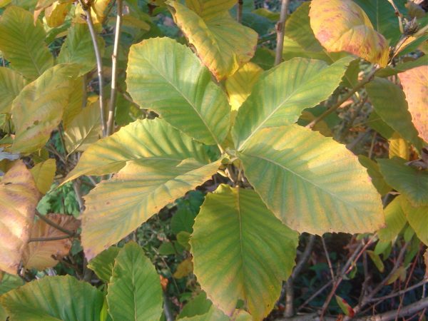 Quercus pontica