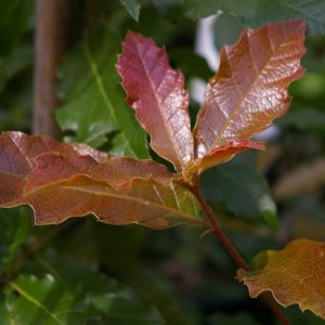 Quercus rhysophylla 'Maya'