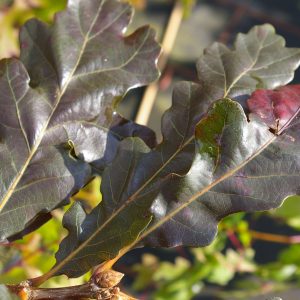 Quercus robur 'Purpurea'