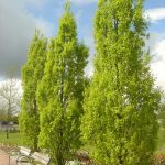 Quercus robur 'Fastigiata'