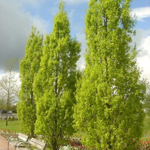 Quercus robur 'Fastigiata'