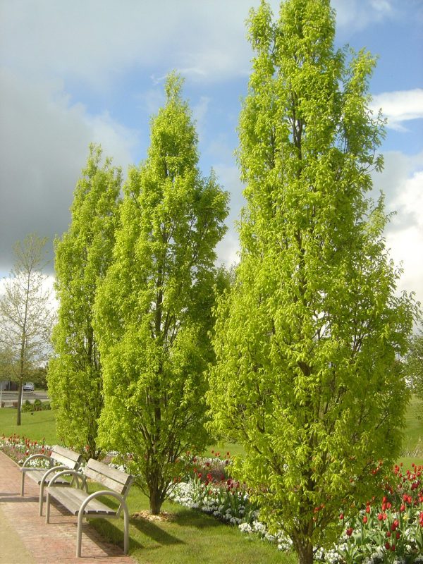 Quercus robur 'Fastigiata'