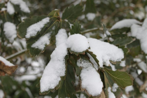 Quercus turneri 'Pseudoturneri'