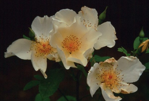 Rosa hugonis